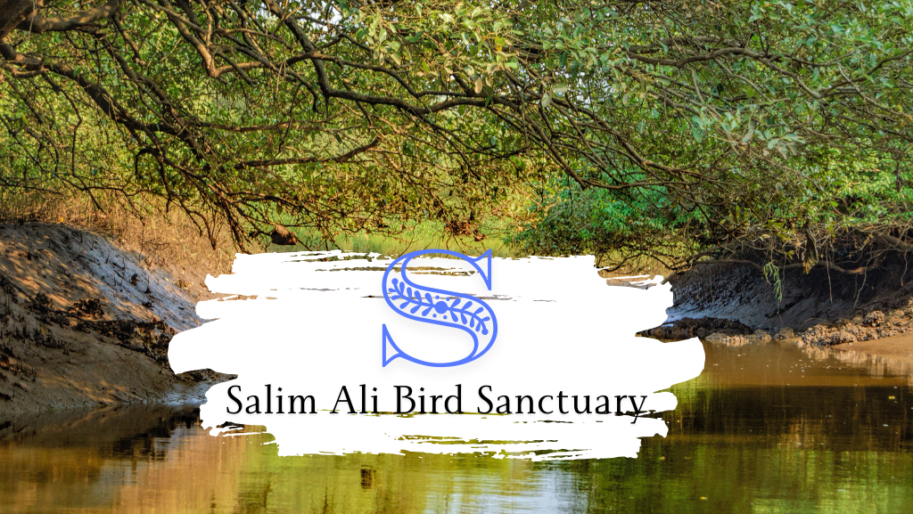 Salim Ali Bird Sanctuary Goa Monsoon